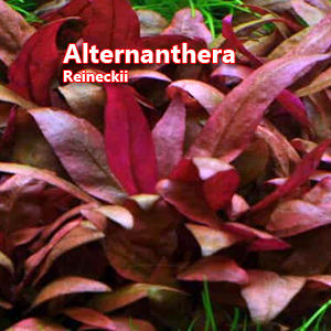 Alternanthera reineckii